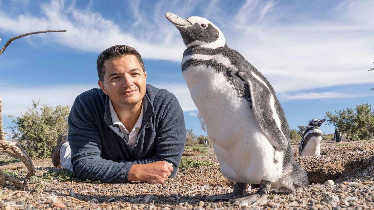 Visitor walking beside Magellanic penguins on the shore of Isla Martillo on the licensed landing tour from Ushuaia, Argentina