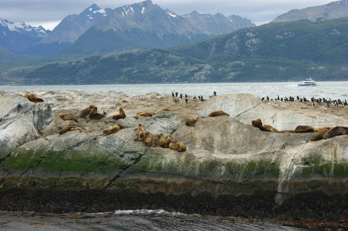 South American sea lions and imperial cormorants hauled out on the rocks of the Beagle Channel near Ushuaia, Argentina