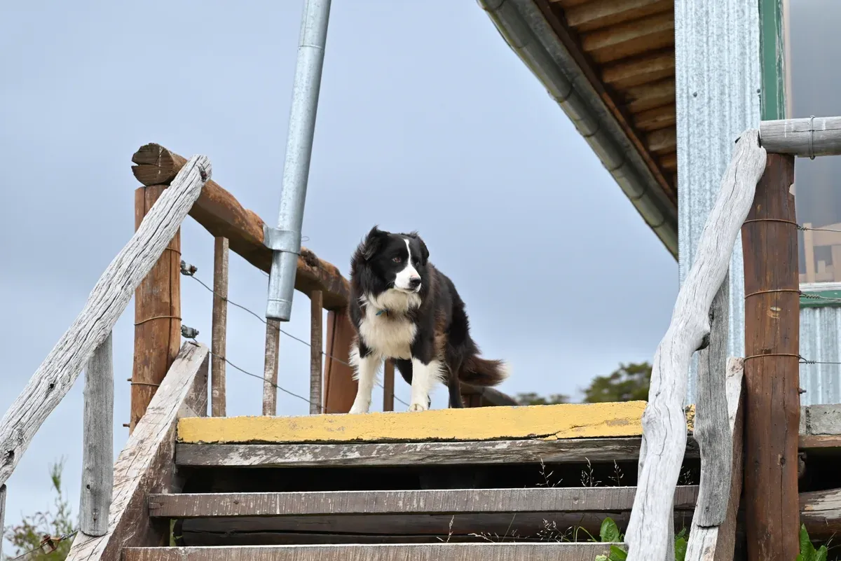 The timber buildings and picket fences of Estancia Harberton with wind-bent beech trees, Tierra del Fuego, Argentina